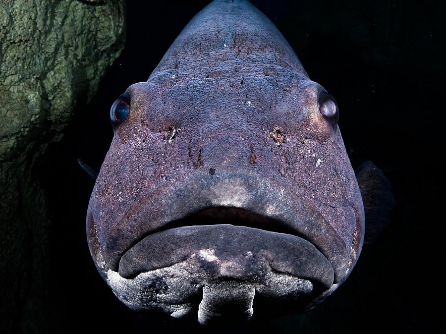 Front view of head of giant sea bass