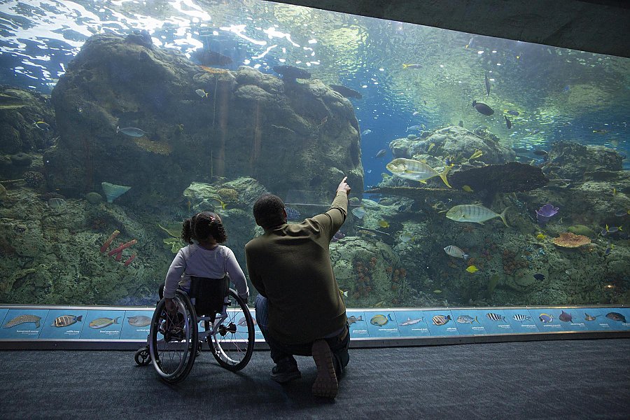 Father points to fish in large exhibit to young daughter in wheelchair