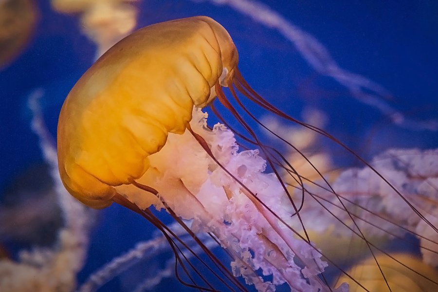 sea nettles