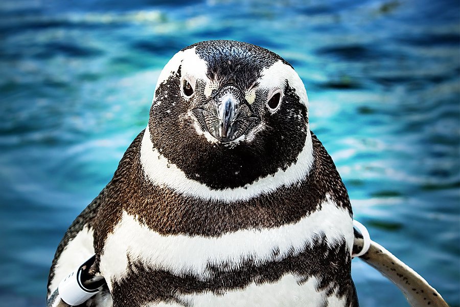 Penguin Whatever with blue water background