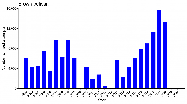 Brown pelican abundance