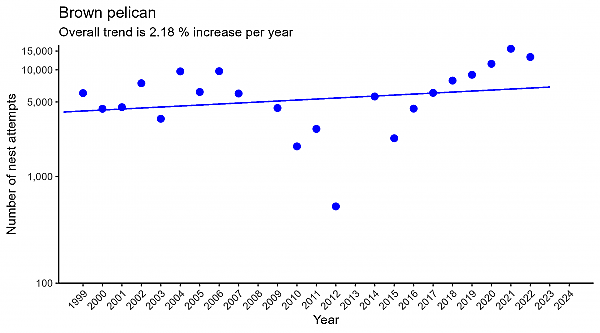 Brown pelican regression