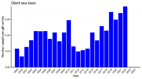 Giant sea bass abundance