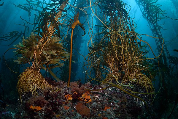 Repairing our Kelp Forests Via Species Conservation