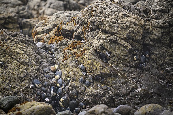 Black Abalone on rocks