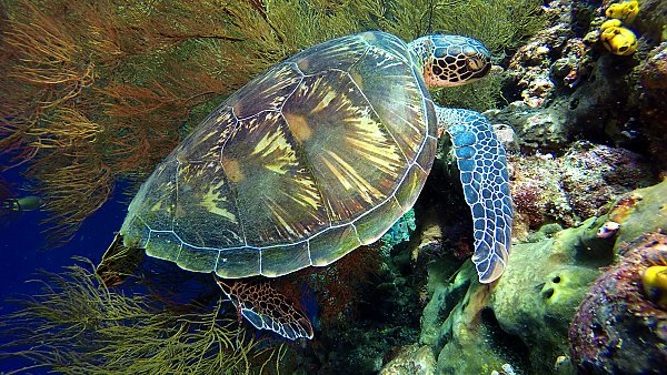 Green sea turtle on coral