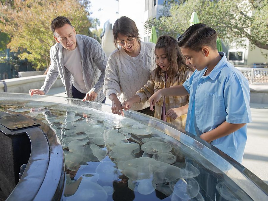 Family of four touching the moon jellies at the Moon Jelly Touch Lab