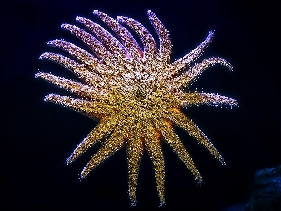 Sunflower sea star