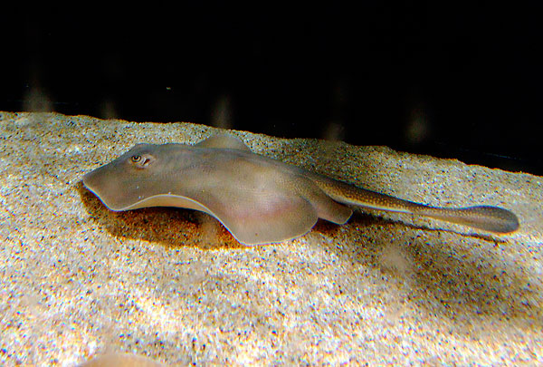 Round Stingray (Round Ray) on Sand