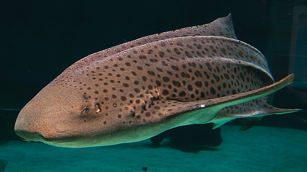 Zebra shark front view