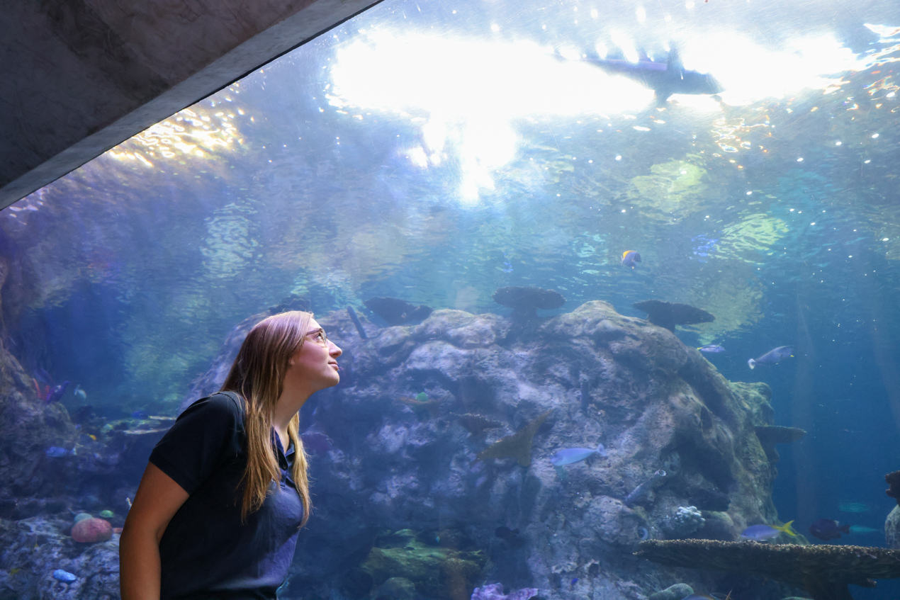 Aquarium staff looking at shark swimming above