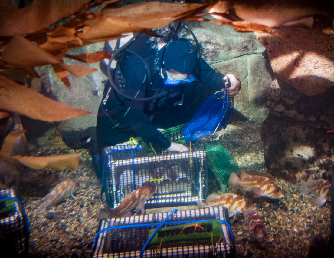 Sean B. Eckley participating in scientific diving.