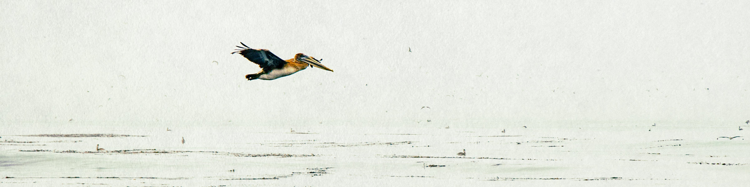 Pelican flying above calm water on cloudy day