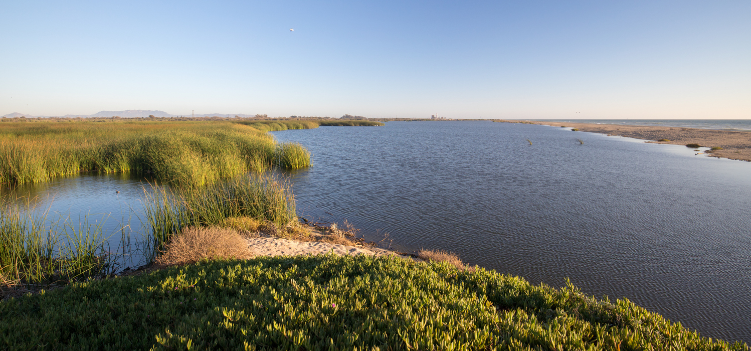 Estuarine and wetland habitat